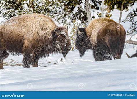 Pair Of Buffalo Covered In Snow In Yellowstone In Winter Stock Image