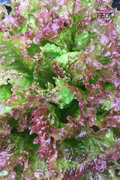 Organic gardening experts often recommend organic herbicides for controlling weeds. 🌿🌞🍃Pretty Red Leaf Lettuce! Grow Your Own Food. Organic ...