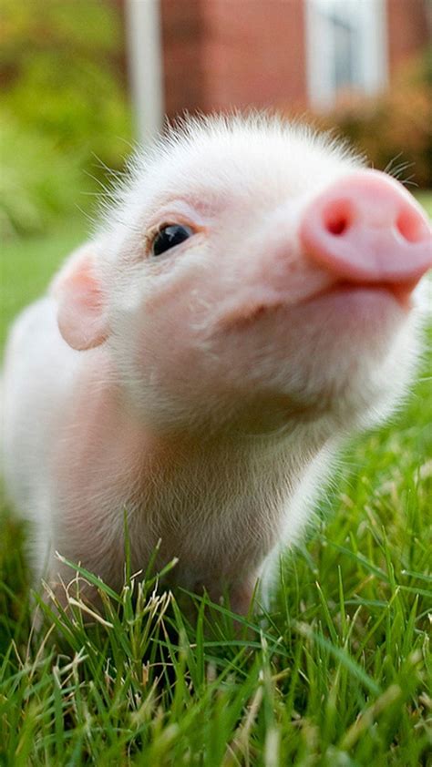 Cute Baby Pigs Wallpapers Top Free Cute Baby Pigs Backgrounds