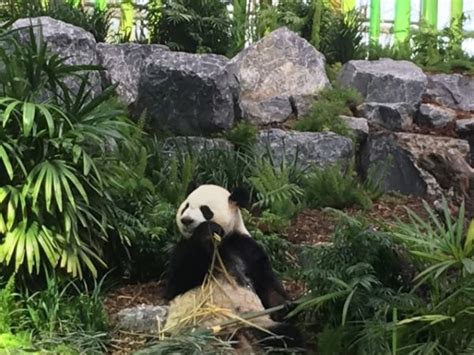 The Most Adorable Pandas At The Calgary Zoo Mint And Heritage