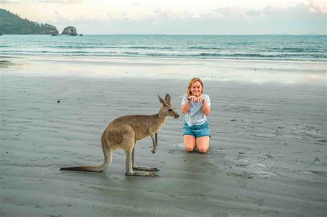 How To See Kangaroos At Sunrise At Cape Hillsborough Queensland