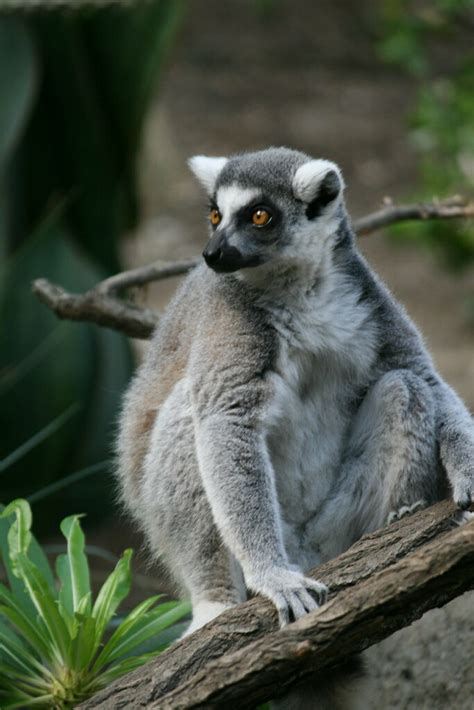 Lemur Crazy Eyed Lemur Shane Suski Flickr
