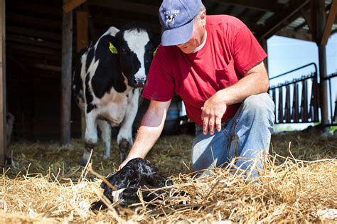Optimal Animal Care Practices And Safety In The Dairy Industry Nmpf