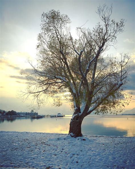 Big Tree On Lake Shore With Sunset Sky Reflecting On Calm Water Stock
