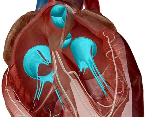 Anatomy And Physiology Measuring The Human Heart