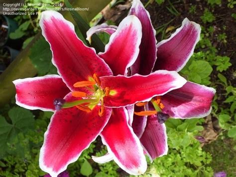 Plantfiles Pictures Dwarf Oriental Lily Maru Lilium By Kniphofia
