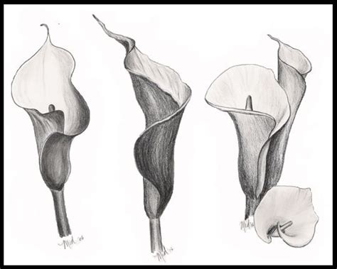 Best Free Calla Lily Pencil Sketch Drawing With Pencil Sketch Drawing Art