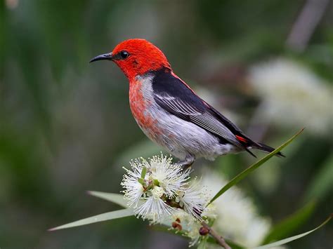 Avithera Scarlet Honeyeater