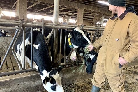 Video Life Carries On At Abbotsford Dairy Farm Where 200 Cows Died