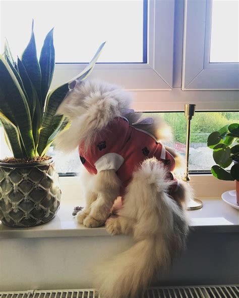 After A Surgery But Still Fabulous 👑👑👑 Cat Instacat Instacats Meow