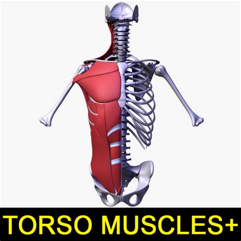 Uscles Of The Human Torso Illustration Of The Muscles And Ligaments