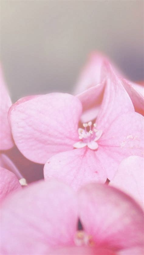 Pure Dreamy Pink Flower Petal Blur Iphone Wallpapers Free Download