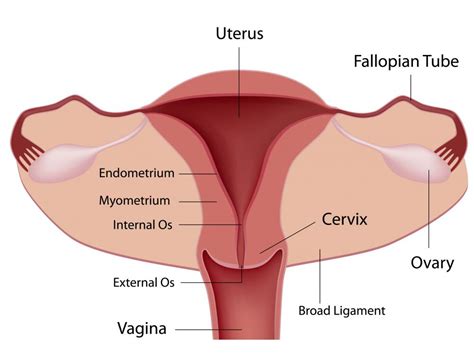 What Are The Pros And Cons Of Fallopian Tube Removal