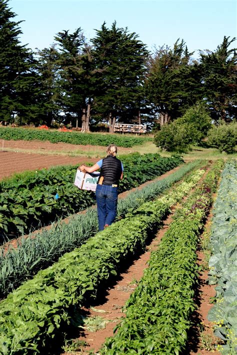 Check spelling or type a new query. UCSC Farm & Garden Program - LocalHarvest