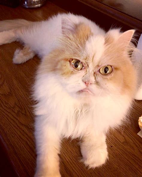 The Cat From Texas Dubbed As New Grumpy Cat