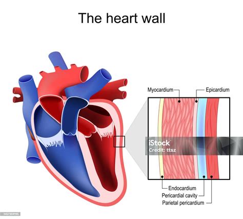 Heart Wall Pericardium Structure Stock Illustration Download Image