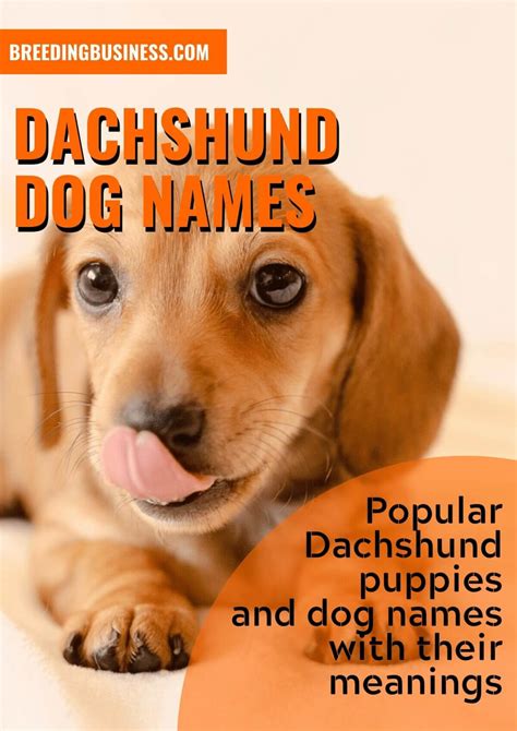 150 Dachshund Dog Names Perfect Name Ideas For Sausage Dogs