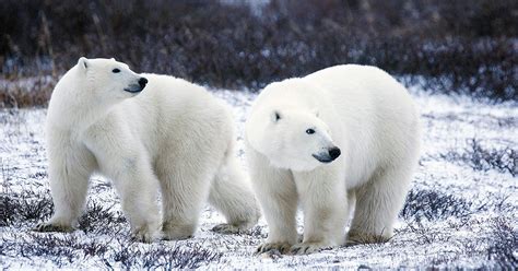 Polar Bears Are Terrorizing A Russian Town Due To Climate Change