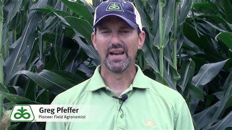 You might notice that some of your garden plants are a little sickly looking and not performing as they should. Nitrogen Deficiency in Corn - YouTube