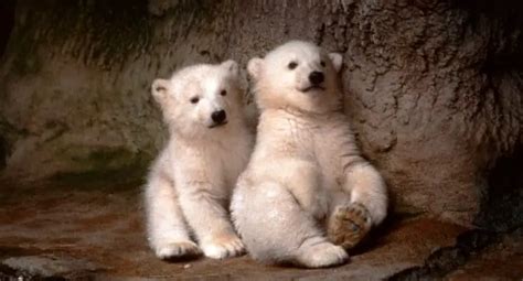 Cutest Baby Polar Bears Facts Photos Videos All About Polar Bear
