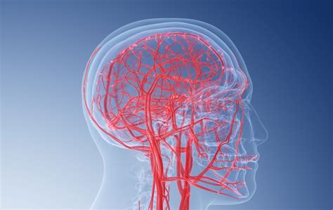 Knaw Grant For Research Into Blood Vessels