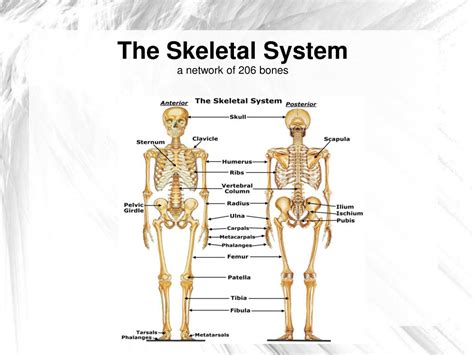 Ppt The Skeletal System A Network Of 206 Bones Powerpoint Presentation Id5539469