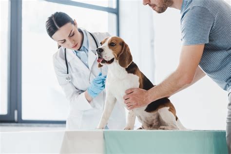 6 Ways To Boost Business And Grow Your Veterinary Clinic Voicelink