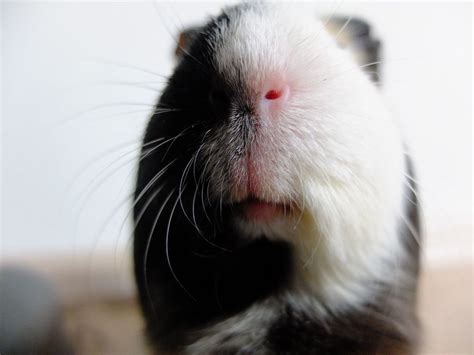 Guinea Pig Close Up By Schmonsi Small Animals Animals Of The World