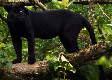 Tropical Rainforest Panthers