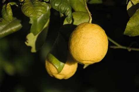lemons fruits food free photo on pixabay pixabay