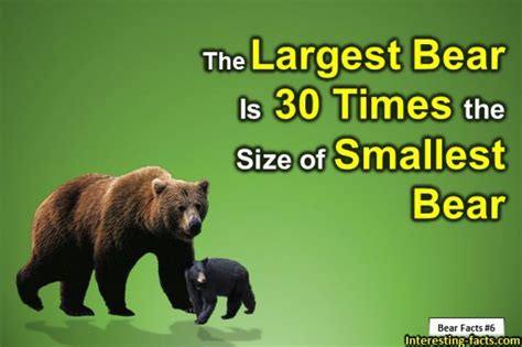 Bear Facts 10 Big And Bearable Facts About Bearsbear Facts