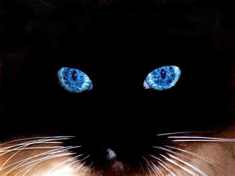 Cat Eyes Fotos