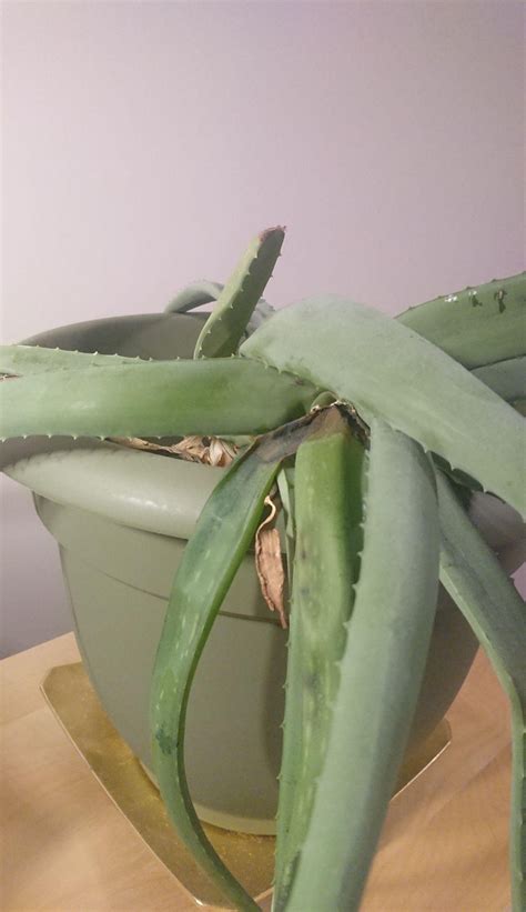 Diseases Aloe Vera Plant Has Rot Deep In The Leaf And Is Looking
