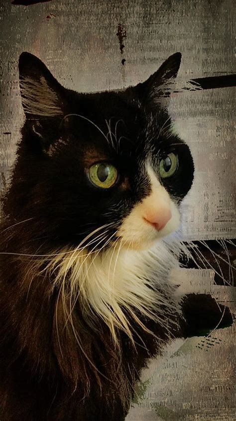 Cat Photograph By Judy Hall Folde Fine Art America