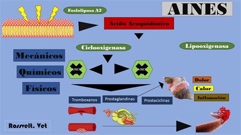 Mecanismo De AcciÓn De Los Aines Y Antiinflamatorios No Esteroideos