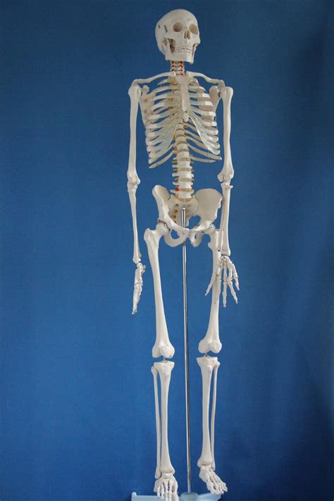 Buy Iso Advanced Full Body Skeleton Flexible Skeleton