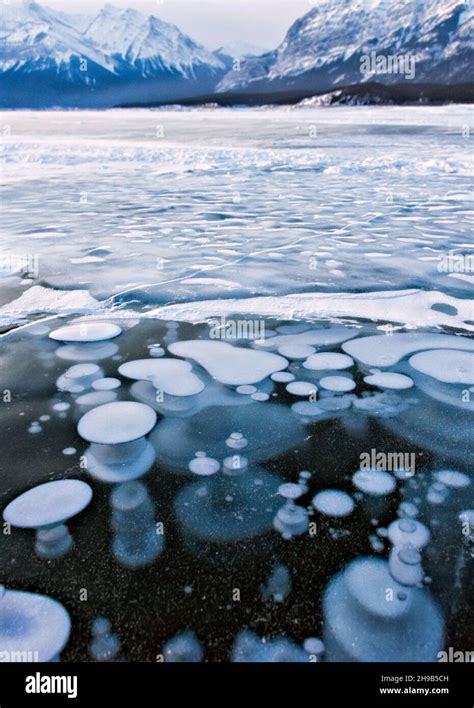 Frozen Bubbles Of Abraham Lake Alberta Canada Stock Photo Alamy