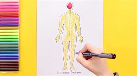 How To Draw The Human Nervous System Youtube
