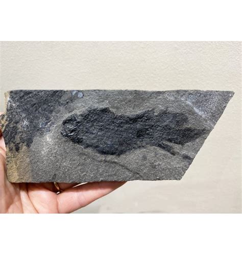 Fossils For Sale Fossils British Early Devonian Lungfish