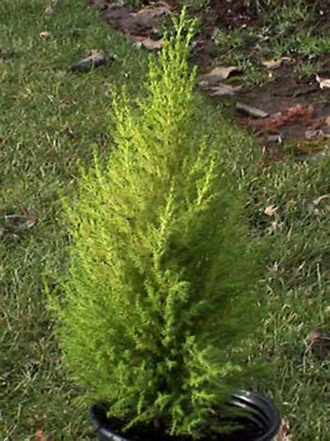 Cupressus Macrocarpa Wilma Goldcrest Golden Monterey Cypress Kigi