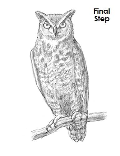 How To Draw An Owl Great Horned