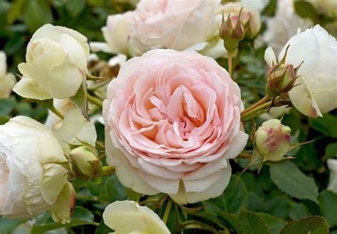 Blushing Pierre De Ronsard Climbing Rose Roses Victoria