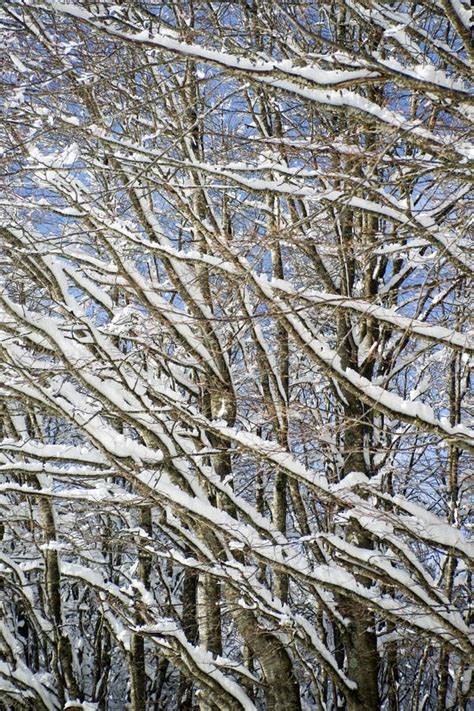 Snow Covered Tree Branch Stock Photo Image Of Snowy 124189774