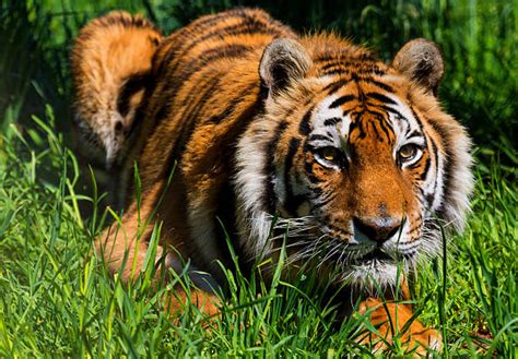 Top 60 Orange Tiger Stock Photos Pictures And Images Istock