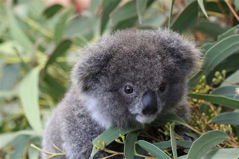 Baby Koala Cute Funny Animals Animals And Pets Wild Animals Koala