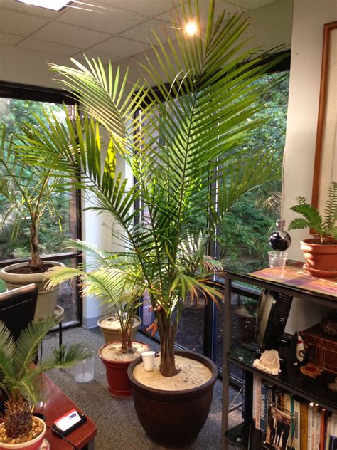 My Majesty Palm Ravenea Rivularis In My Office Its Almost Reached