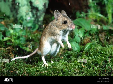 Forest Mouse Stock Photo Alamy