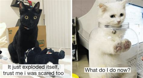 22 Times Cats Hilariously Messed Up But Got Away It Because Theyre