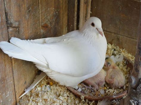 White Doves Birds Animals Herma And Her 2 New Chicks This Week