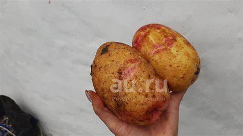 Диета 4 картошка картофель картошка Галактика! супер урожайный отличный вкус на еду и картофель картошка Галактика! супер урожайный отличный вкус на еду и Диета 4 картошка